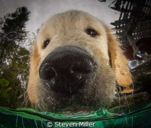 wet puppy kisses, our alarm clock by Steven Miller 